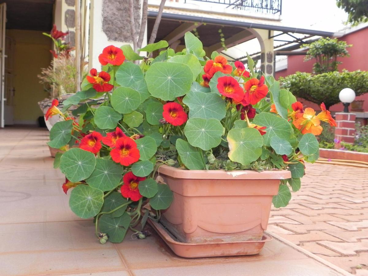 Talata-maty Petite Flower Guest House מראה חיצוני תמונה